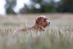 Bolonka zwetna Puppy