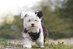 Bolonka zwetna Puppy