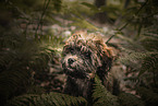 Bolonka zwetna Puppy