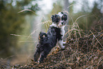 Bolonka zwetna puppy