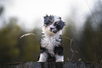 Bolonka zwetna puppy