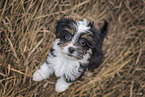 Bolonka zwetna puppy