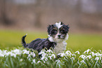 Bolonka zwetna puppy