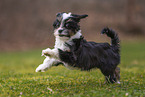 Bolonka zwetna puppy