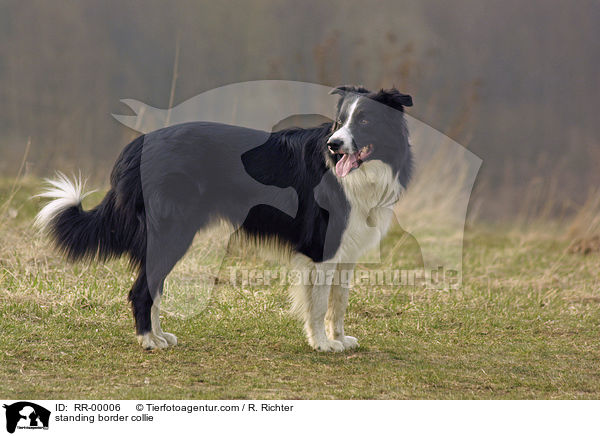 stehender Border Collie / standing border collie / RR-00006