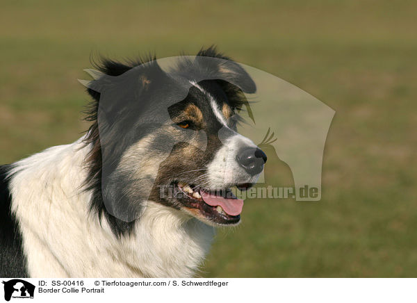 Border Collie Portrait / Border Collie Portrait / SS-00416