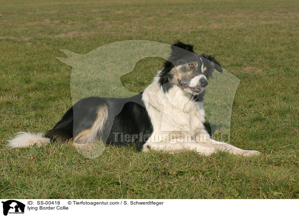 liegender Border Collie / lying Border Collie / SS-00418