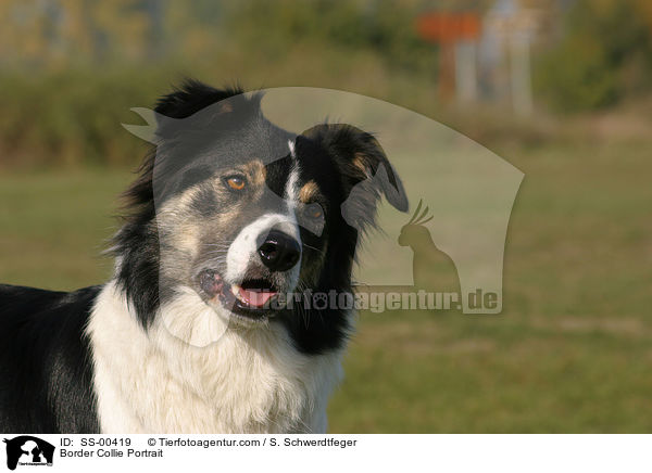 Border Collie Portrait / Border Collie Portrait / SS-00419