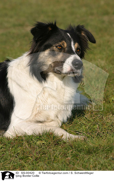liegender Border Collie / lying Border Collie / SS-00420