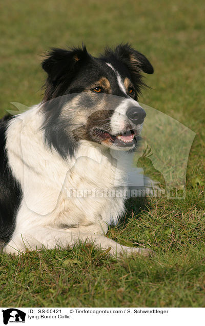 lying Border Collie / SS-00421