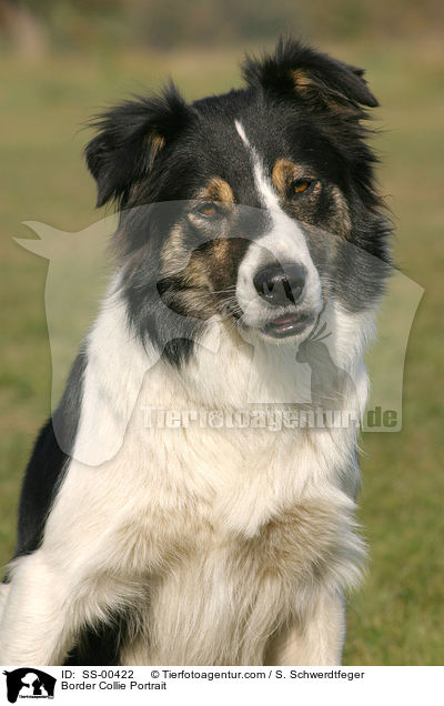 Border Collie Portrait / Border Collie Portrait / SS-00422