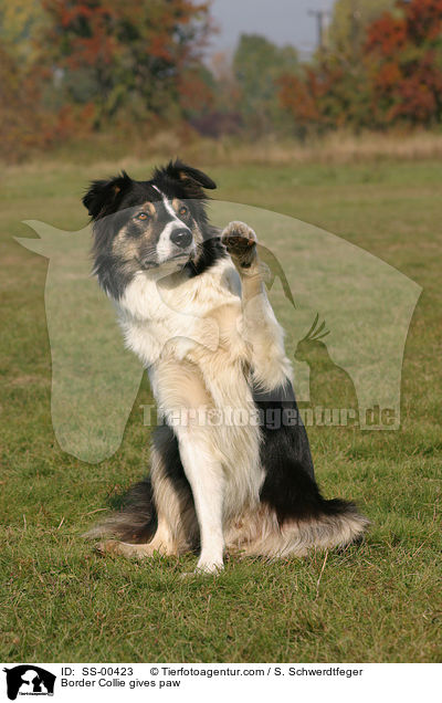 Border Collie gibt Pftchen / Border Collie gives paw / SS-00423