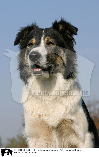 Border Collie Portrait / Border Collie Portrait / SS-00428
