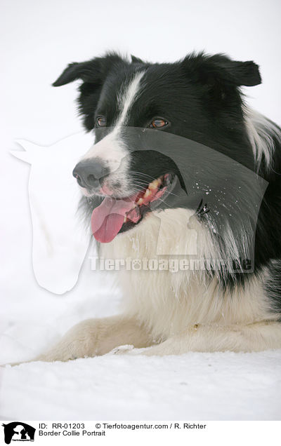 Border Collie Portrait / Border Collie Portrait / RR-01203