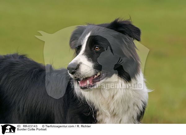 Border Collie Portrait / Border Collie Portrait / RR-03143