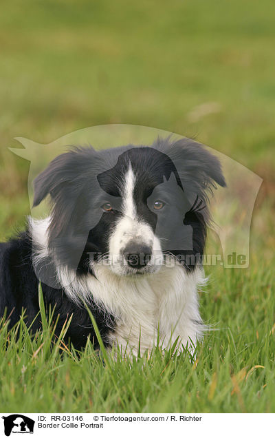 Border Collie Portrait / Border Collie Portrait / RR-03146