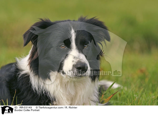 Border Collie Portrait / Border Collie Portrait / RR-03149