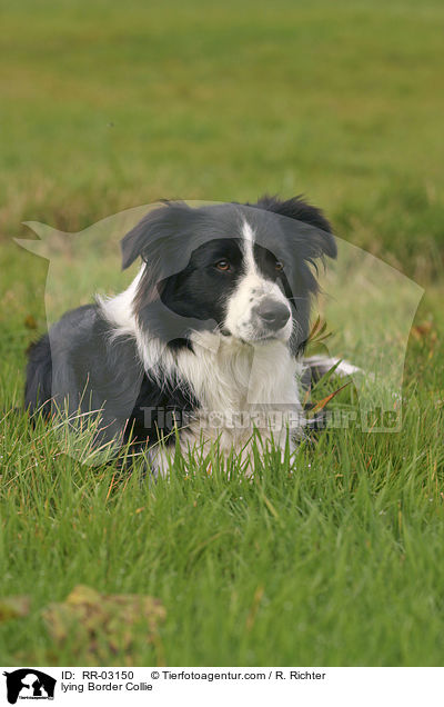 liegender Border Collie / lying Border Collie / RR-03150