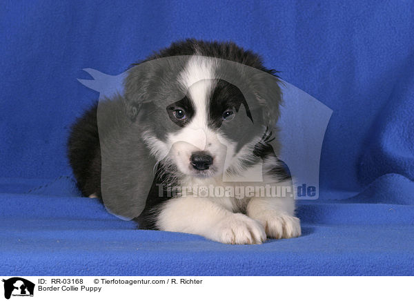 Border Collie Puppy / RR-03168