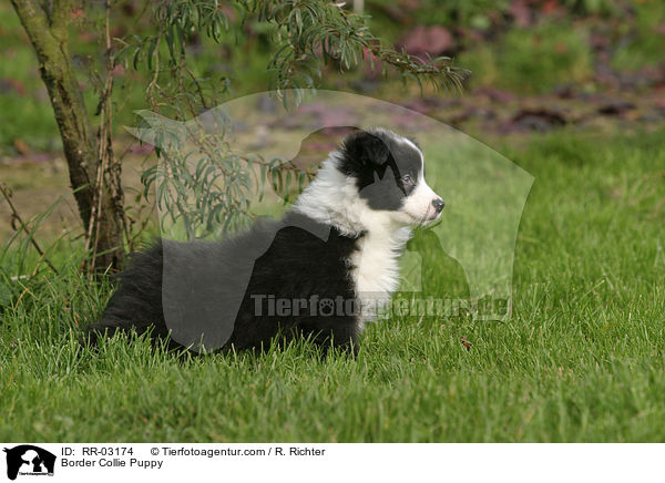 Border Collie Puppy / RR-03174