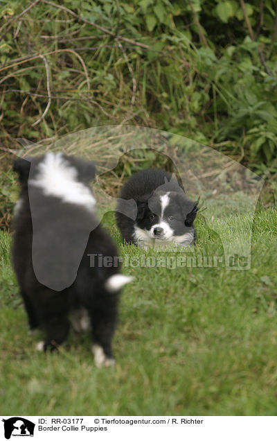 Border Collie Puppies / RR-03177