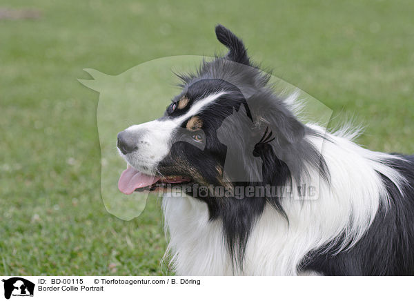 Border Collie Portrait / Border Collie Portrait / BD-00115
