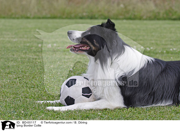 lying Border Collie / BD-00117