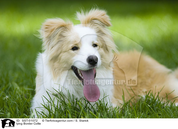 lying Border Collie / SST-01072