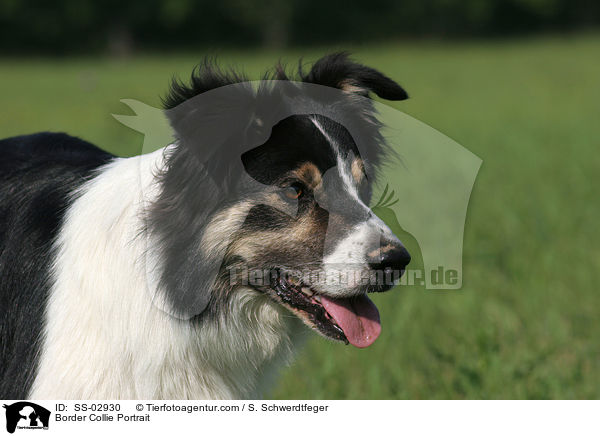 Border Collie Portrait / SS-02930