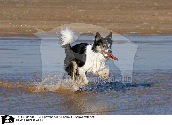spielender Border Collie / playing Border Collie / SS-05785