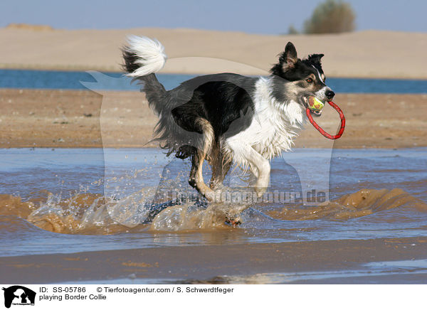 spielender Border Collie / playing Border Collie / SS-05786