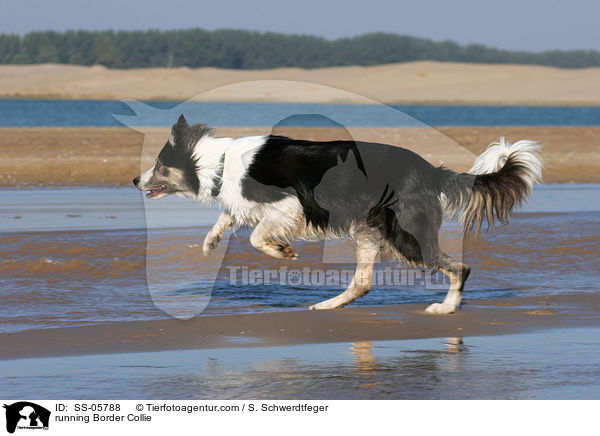 rennender Border Collie / running Border Collie / SS-05788