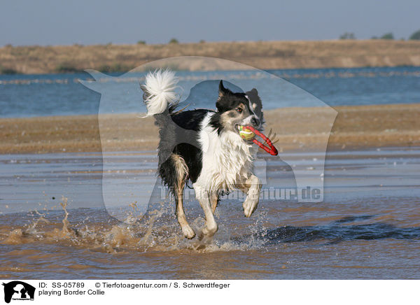 spielender Border Collie / playing Border Collie / SS-05789