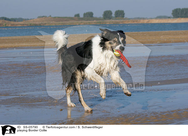 spielender Border Collie / playing Border Collie / SS-05790