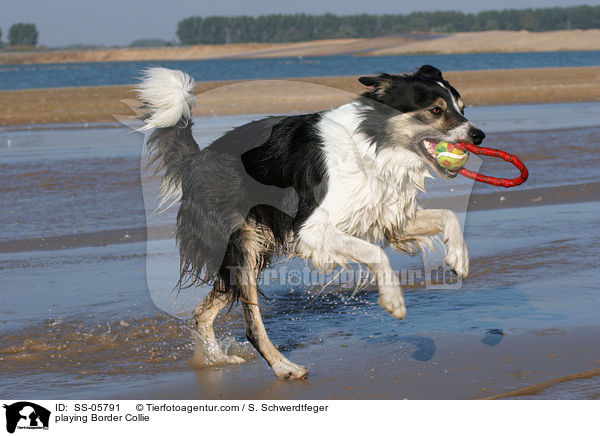 spielender Border Collie / playing Border Collie / SS-05791