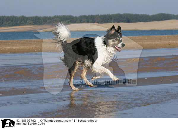 rennender Border Collie / running Border Collie / SS-05792