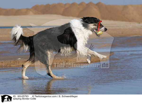 spielender Border Collie / rplaying Border Collie / SS-05793