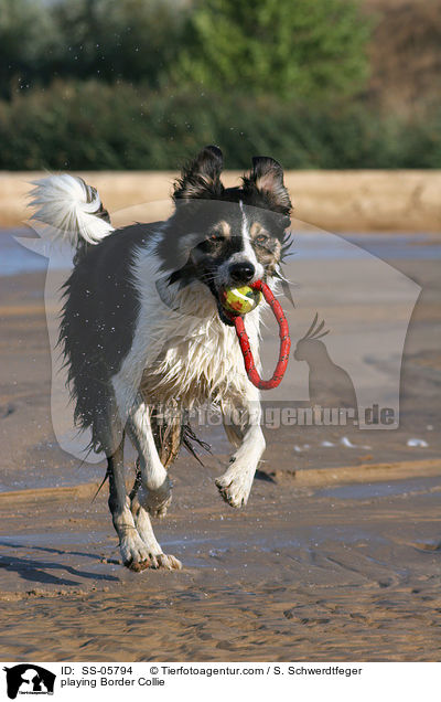 spielender Border Collie / playing Border Collie / SS-05794