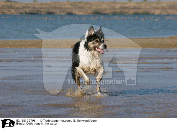 Border Collie rennt durchs Wasser / Border Collie runs in the water / SS-05798