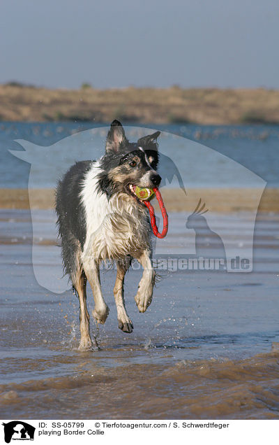 spielender Border Collie / playing Border Collie / SS-05799