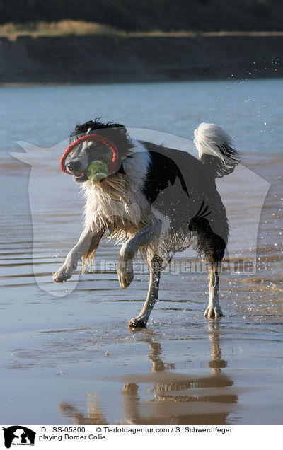 spielender Border Collie / playing Border Collie / SS-05800