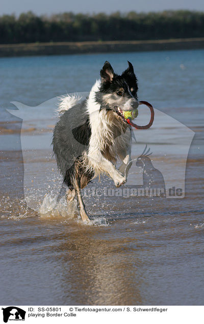 spielender Border Collie / playing Border Collie / SS-05801