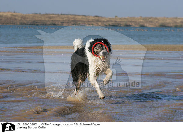 spielender Border Collie / playing Border Collie / SS-05802