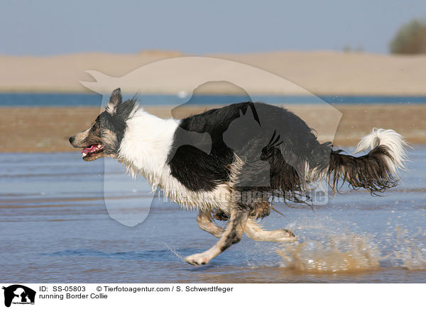 rennender Border Collie / running Border Collie / SS-05803