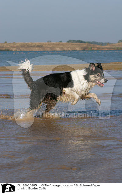 rennender Border Collie / running Border Collie / SS-05805