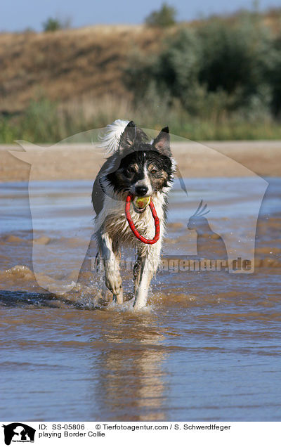 spielender Border Collie / playing Border Collie / SS-05806