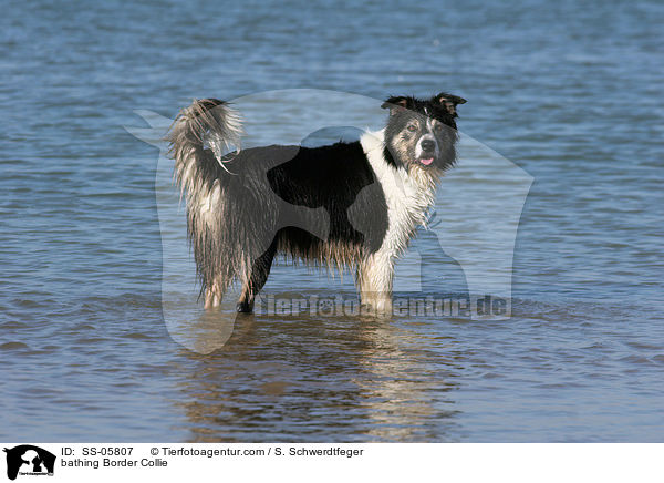 badender Border Collie / bathing Border Collie / SS-05807