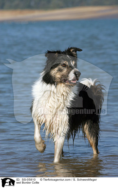 wet Border Collie / SS-05810