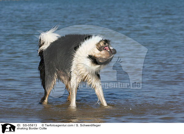 shaking Border Collie / SS-05813