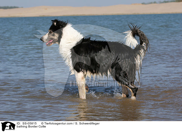 badender Border Collie / bathing Border Collie / SS-05815